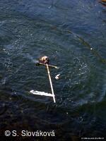 * Z DĚNÍ VE MĚSTĚ